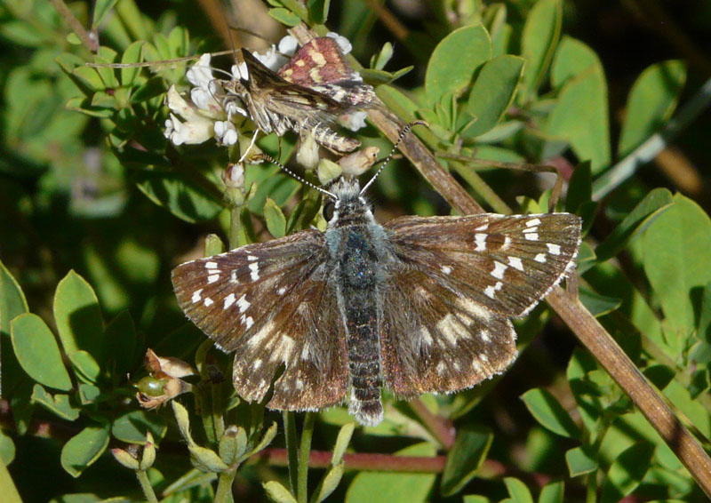 Pyrgus da identificare.